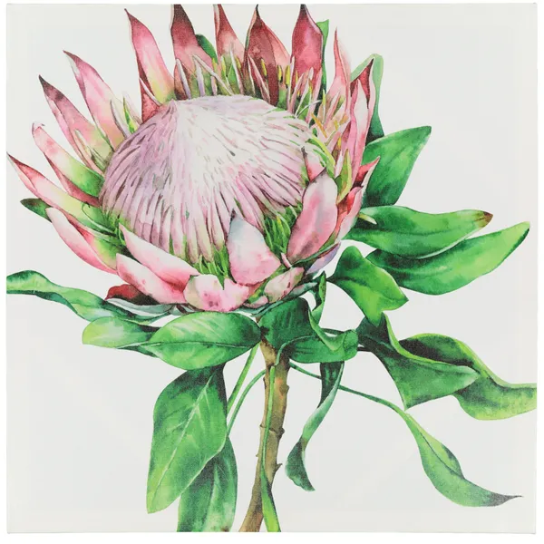Protea canvas